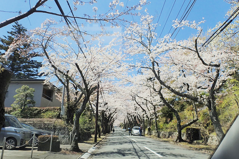 伊豆高原の桜並木（左写真）